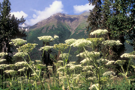 Flower on nature trail at Eagle River Nature Center, Chugach State Park, Alaska
