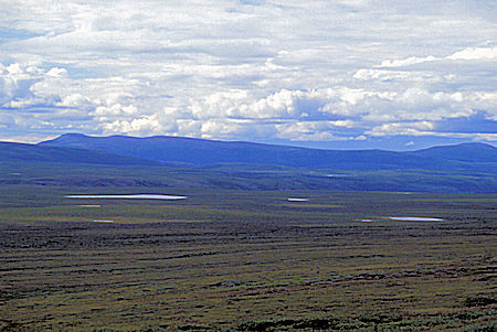 View west from Denali Highway
