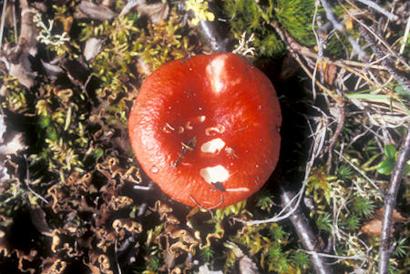 Mushroom along Denali Highway