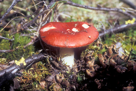 Mushroom along Denali Highway