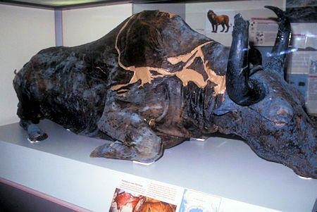 Steppe Bison, known as Blue Babe, found in placer mine in 1979, University of Alaska Museum of the North, Fairbanks, Alaska