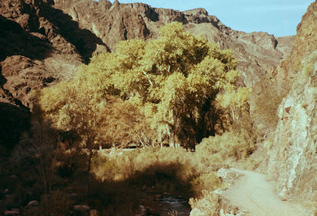 Trees below Phantom Ranch - Grand Canyon National Park - Dec 1961