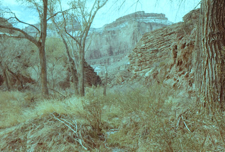 Vegitation along Garden Creek below Indian Garden - Grand Canyon National Park - Jan 1962 Vegitation along Garden Creek below Indian Garden - Grand Canyon National Park - Jan 1962