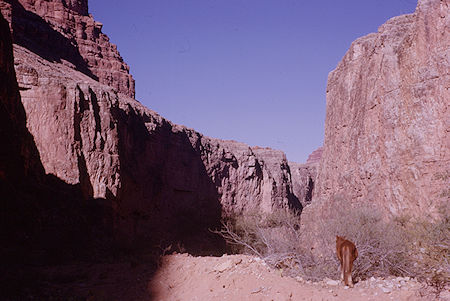 Havasu Canyon above Mooney Falls - Grand Canyon National Park - Dec 1962