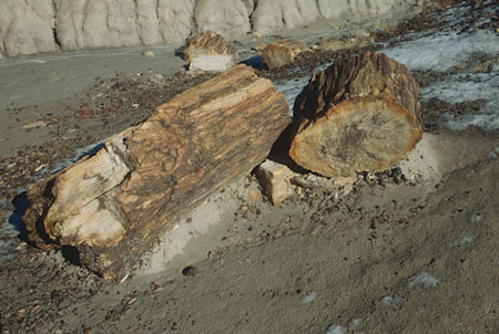 Petrified Tree on Blue Mesa Nature Trail - Petrified Forest National Park - Nov 1990