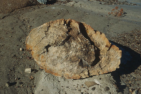 Petrified Tree on Blue Mesa Nature Trail - Petrified Forest National Park - Nov 1990