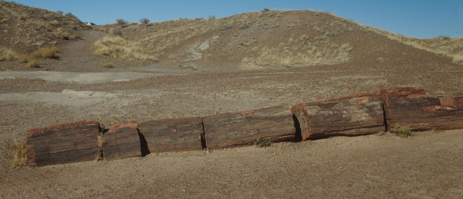 Jasper Forest - Petrified Forest National Park - Nov 1990