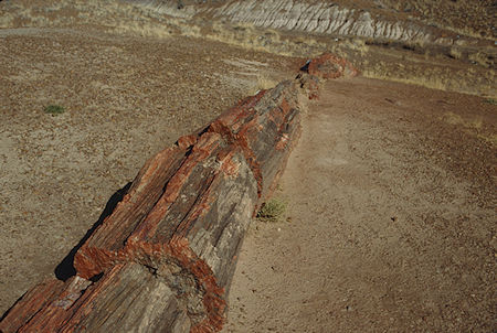 Jasper Forest - Petrified Forest National Park - Nov 1990