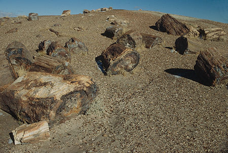 Crystal Forest - Petrified Forest National Park - Nov 1990