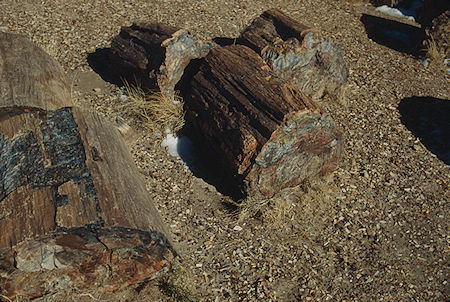 Crystal Forest - Petrified Forest National Park - Nov 1990