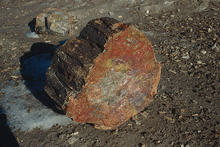 Crystal Forest - Petrified Forest National Park - Nov 1990