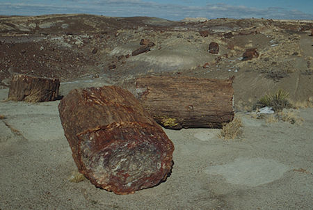 Crystal Forest - Petrified Forest National Park - Nov 1990