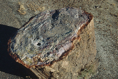 Crystal Forest - Petrified Forest National Park - Nov 1990