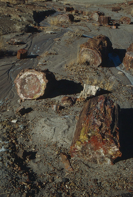 Crystal Forest - Petrified Forest National Park - Nov 1990