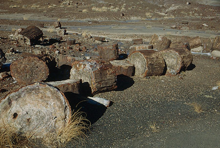 Crystal Forest - Petrified Forest National Park - Nov 1990