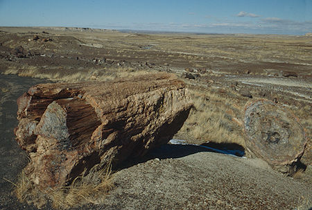 Crystal Forest - Petrified Forest National Park - Nov 1990