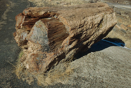 Crystal Forest - Petrified Forest National Park - Nov 1990