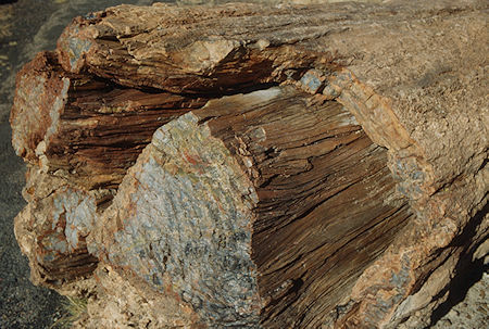 Crystal Forest - Petrified Forest National Park - Nov 1990