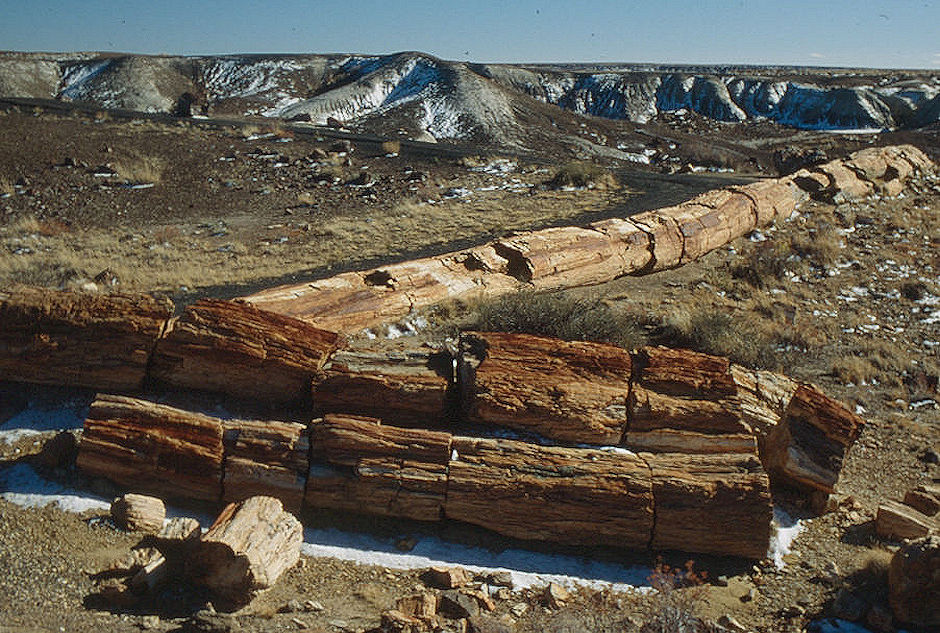 Crystal Forest - Petrified Forest National Park - Nov 1990