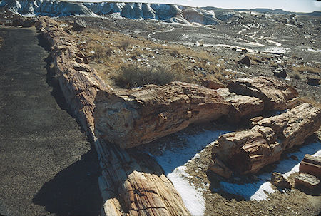 Crystal Forest - Petrified Forest National Park - Nov 1990