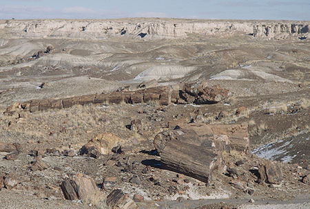 Crystal Forest - Petrified Forest National Park - Nov 1990
