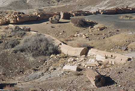 Crystal Forest - Petrified Forest National Park - Nov 1990