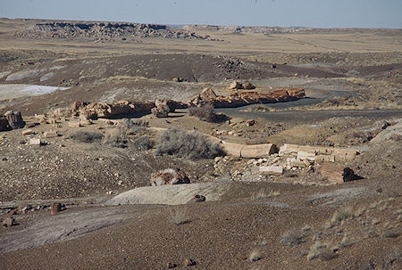 Crystal Forest - Petrified Forest National Park - Nov 1990