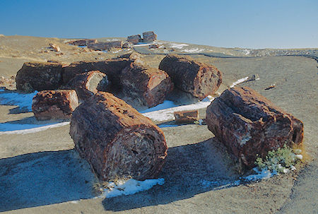 Crystal Forest - Petrified Forest National Park - Nov 1990