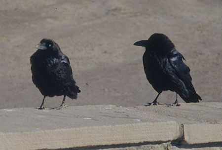 Ravens at Crystal Forest - Petrified Forest National Park - Nov 1990