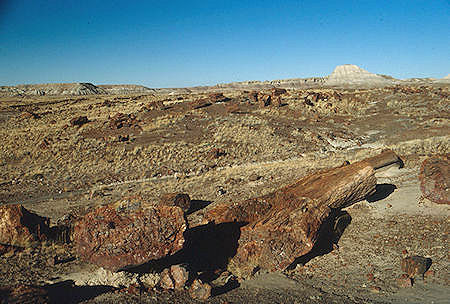 Long logs - Agate House area - Petrified Forest National Park - Nov 1990