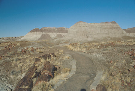 Long logs - Agate House area - Petrified Forest National Park - Nov 1990