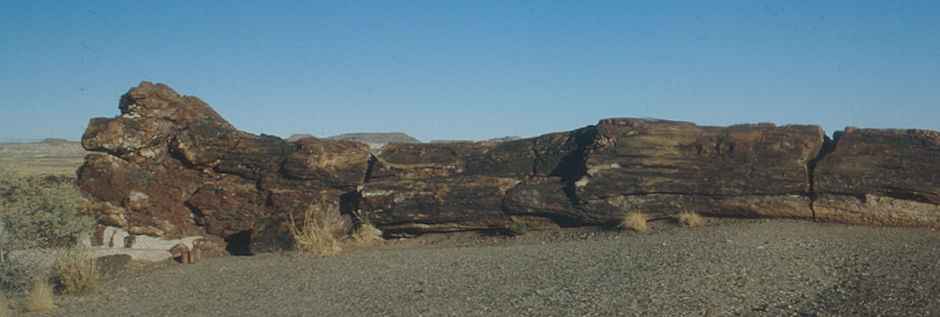 Fallen Giant at Rainbow Forest Museum - Petrified Forest National Park - Nov 1990