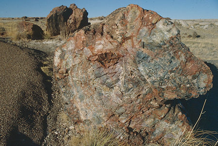 Petrified Tree at Rainbow Forest Museum - Petrified Forest National Park - Nov 1990