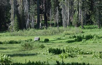 Beautiful meadow along Tioga Pass Road near Crane Flat