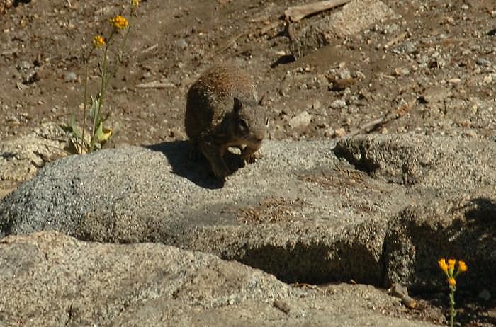 Squirrel at Glacier Point