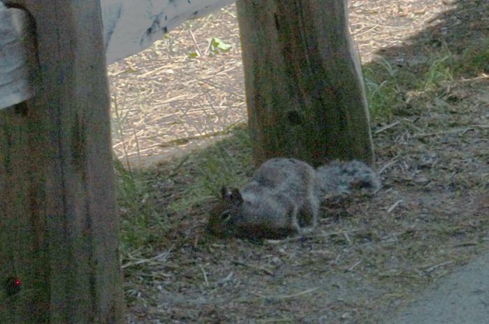 Chipmunk at Glacier Point