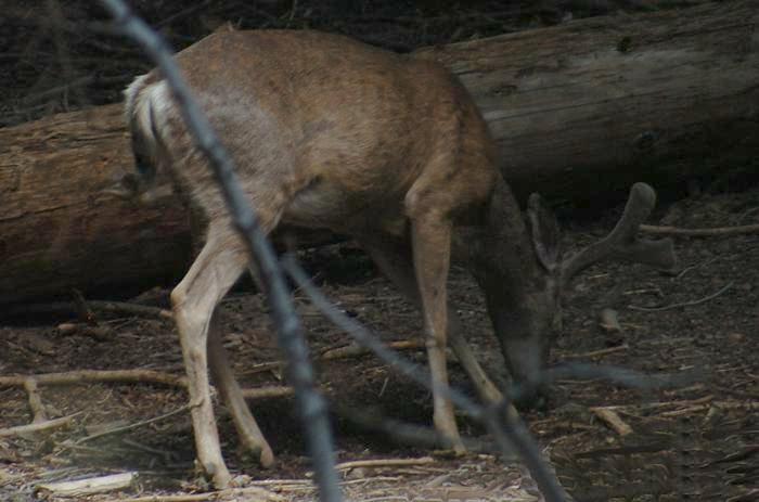 Deer at Glacier Point