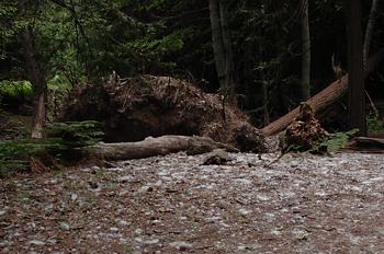 Fallen tree along path back to bus