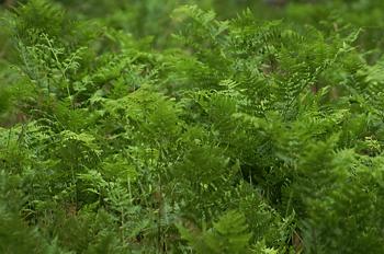 Ferns along trail back to bus