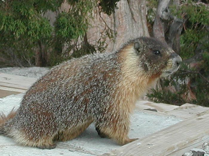 Marmot at Olmstead Point