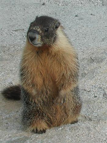 Marmot at Olmstead Point