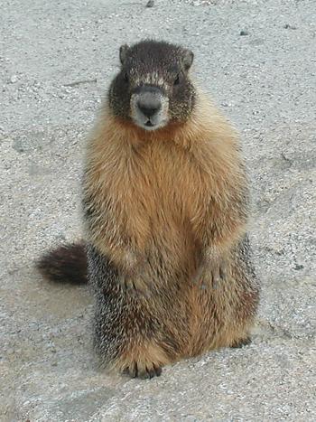 Marmot at Olmstead Point