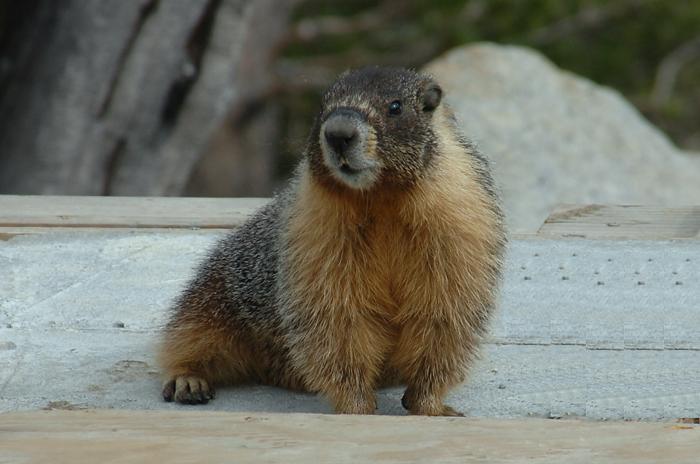 Marmot at Olmstead Point