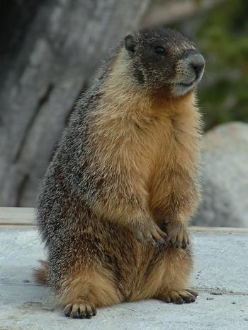 Marmot at Olmstead Point