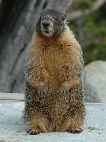 Marmot at Olmstead Point