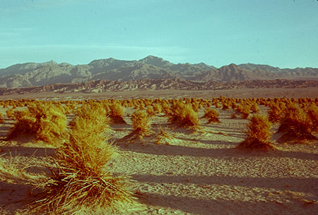 Devils Corn Field - Death Valley - Jan 1959