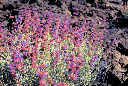 Flowers on Black Crater Trail, Lava Beds National Monument
