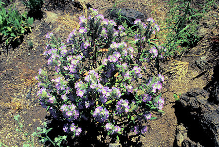 Flowers near Balcony Cave, Lava Beds National Monument