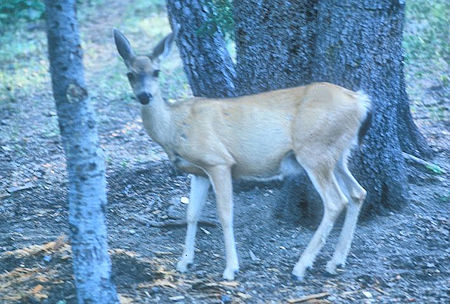 Deer at Rainbow Lake Deer at Rainbow Lake