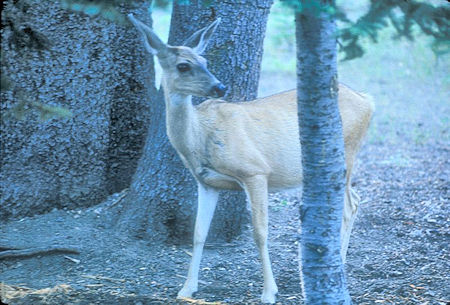 Deer at Rainbow Lake Deer at Rainbow Lake
